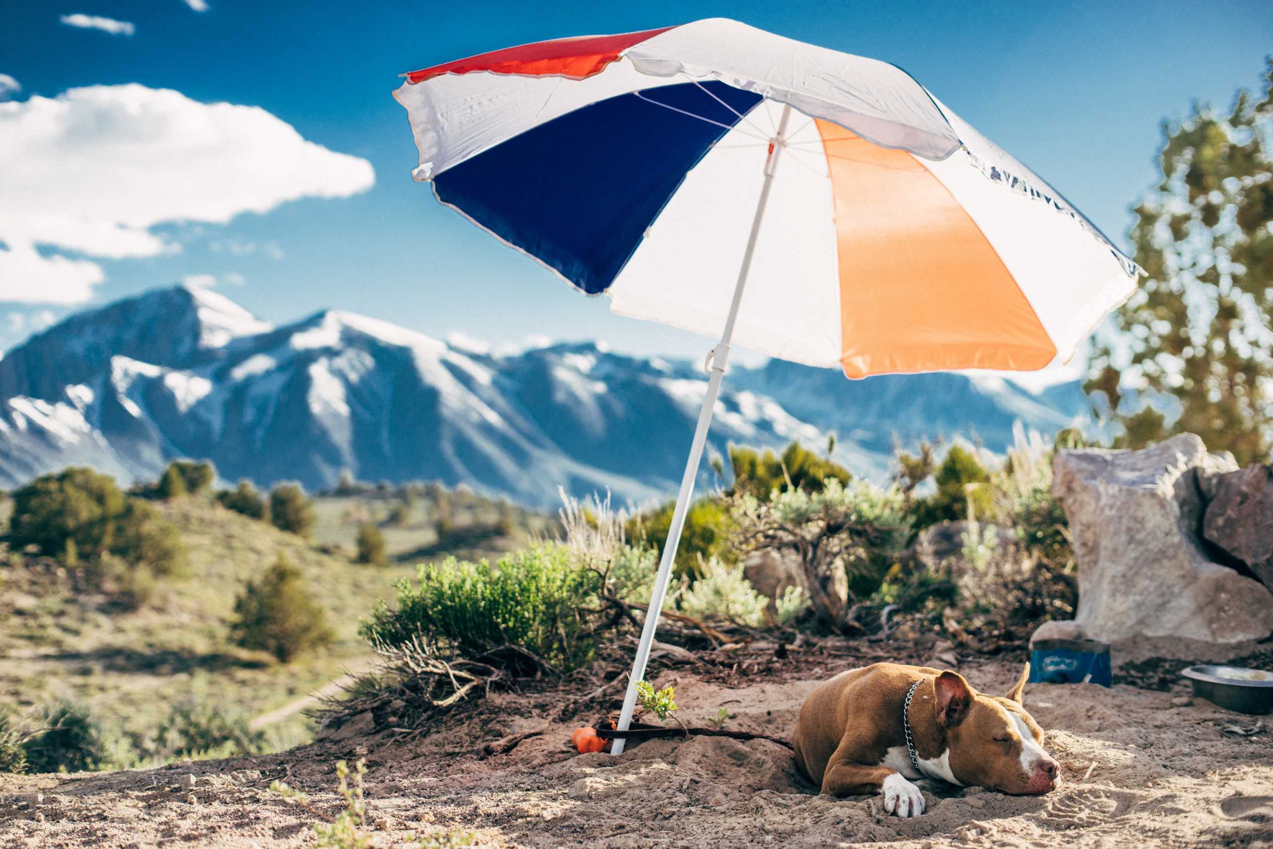 Keep Your Pet Cool This Summer With These 5 Tips [ Infographic ]