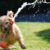 Dog playing with hose