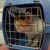 Cat in a cage
