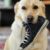 dog with a shoe