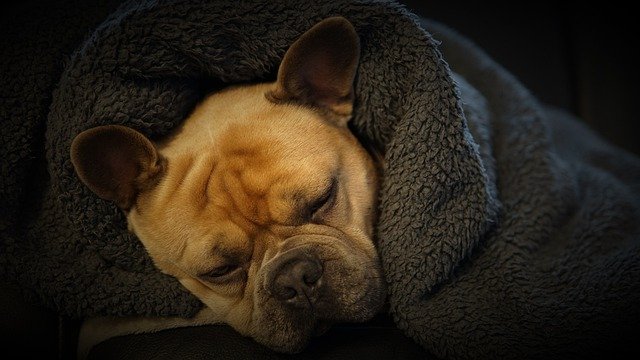 Keep you dog warm in winter