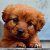 animal-731576_1920