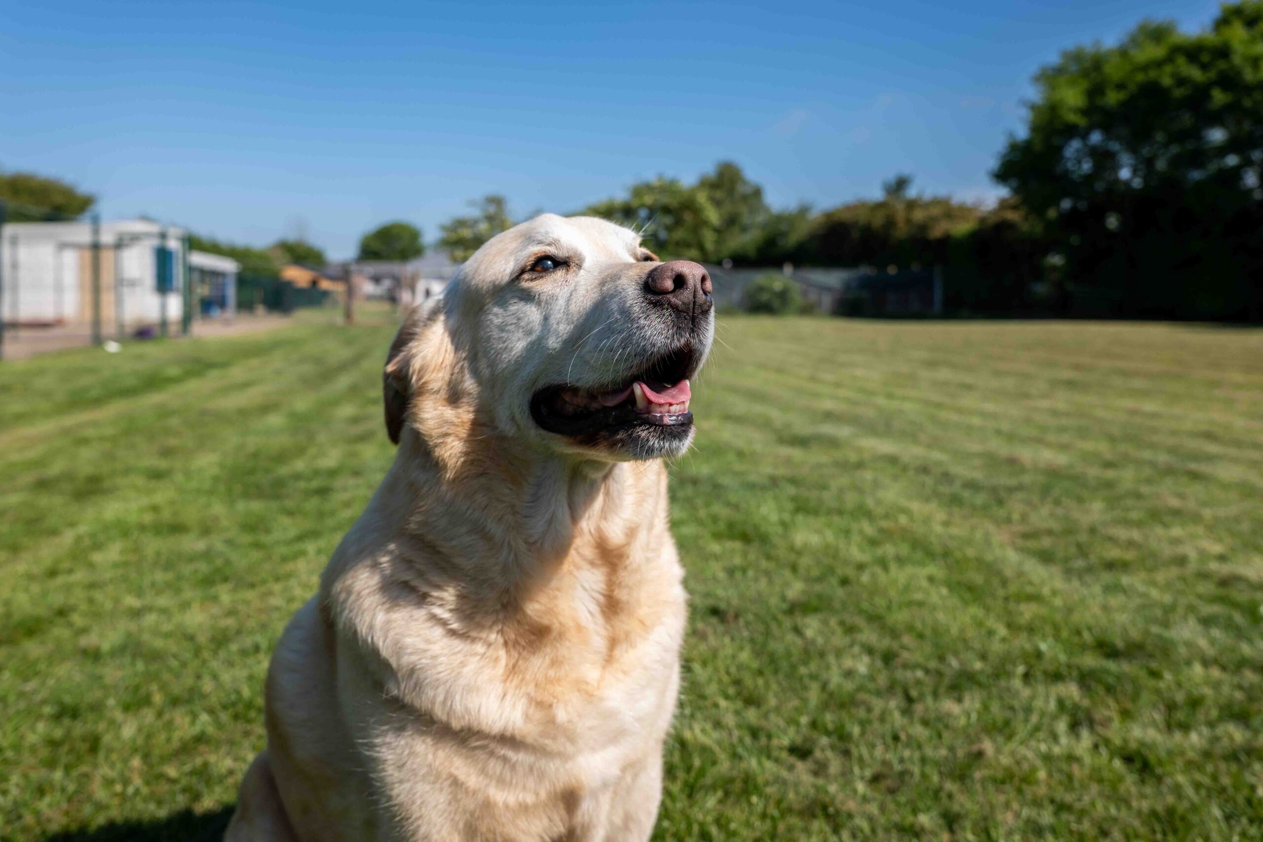 How Do I Prepare My Dog for Boarding Kennels in Sheffield?