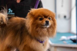 jaycliffe Kennels Rotherham