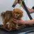 Dog Grooming in Rotherham