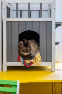 Cat Boarding in Rotherham