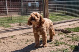 DOg Boarding Kennels in Rotherham