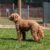 Jaycliffe Kennels Rotherham
