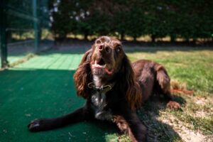 Jaycliffe Kennels Rotherham