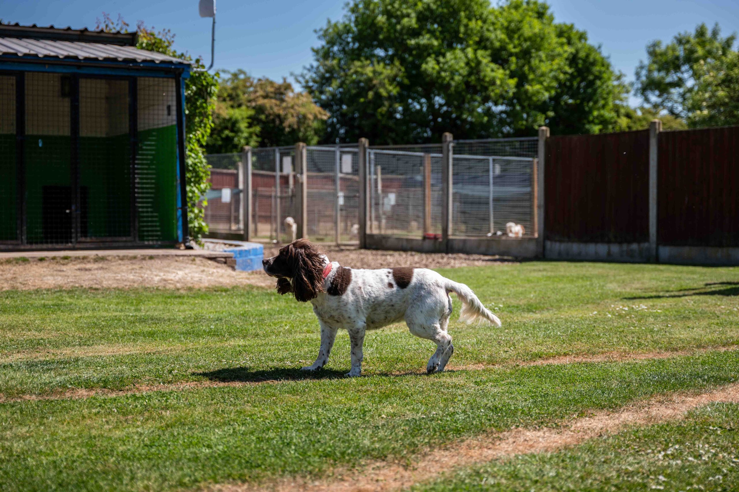 What happens if my dog gets ill in a kennel?