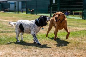 Dogs Playing