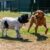 Dogs Playing