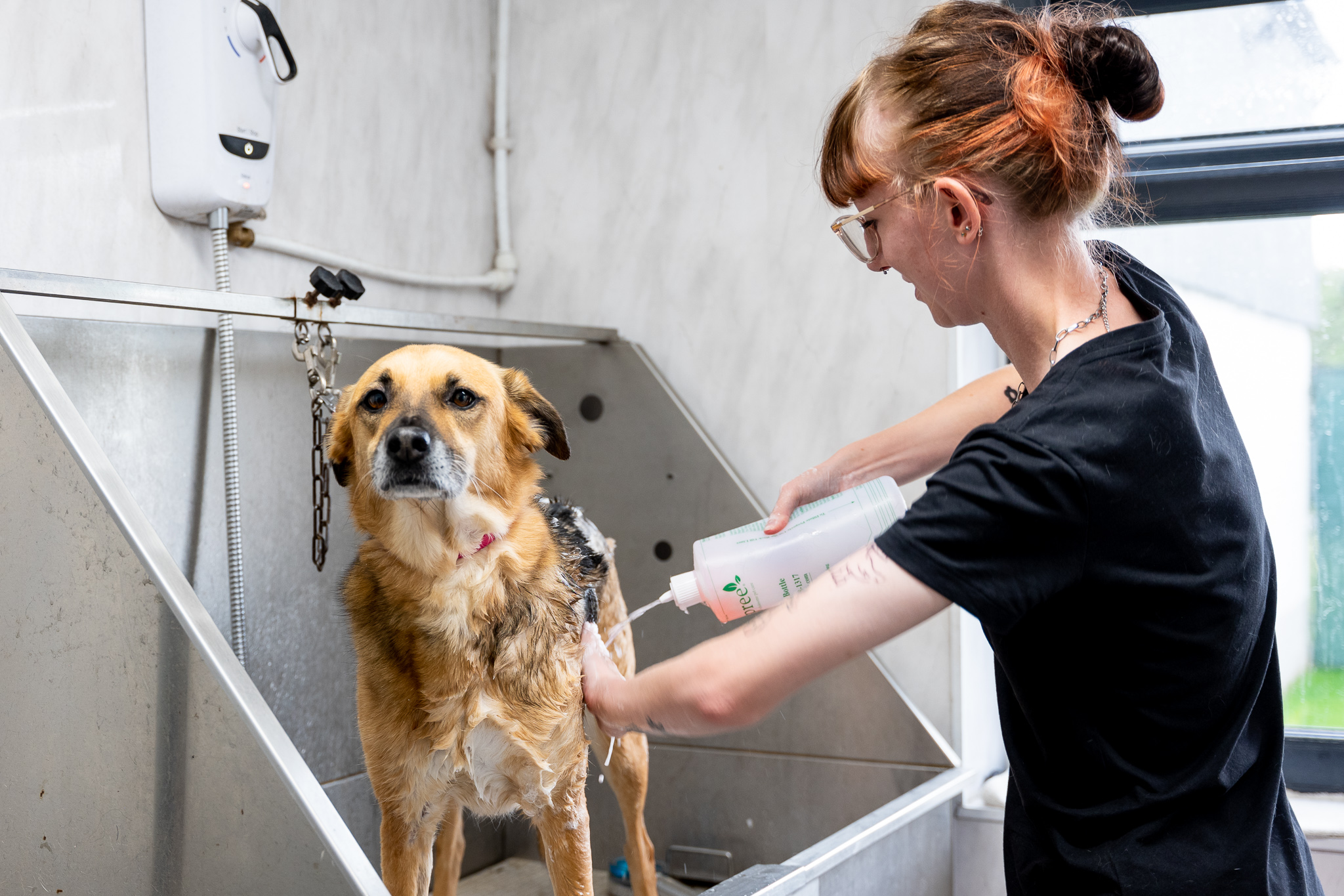 Does my dog need grooming more in winter?