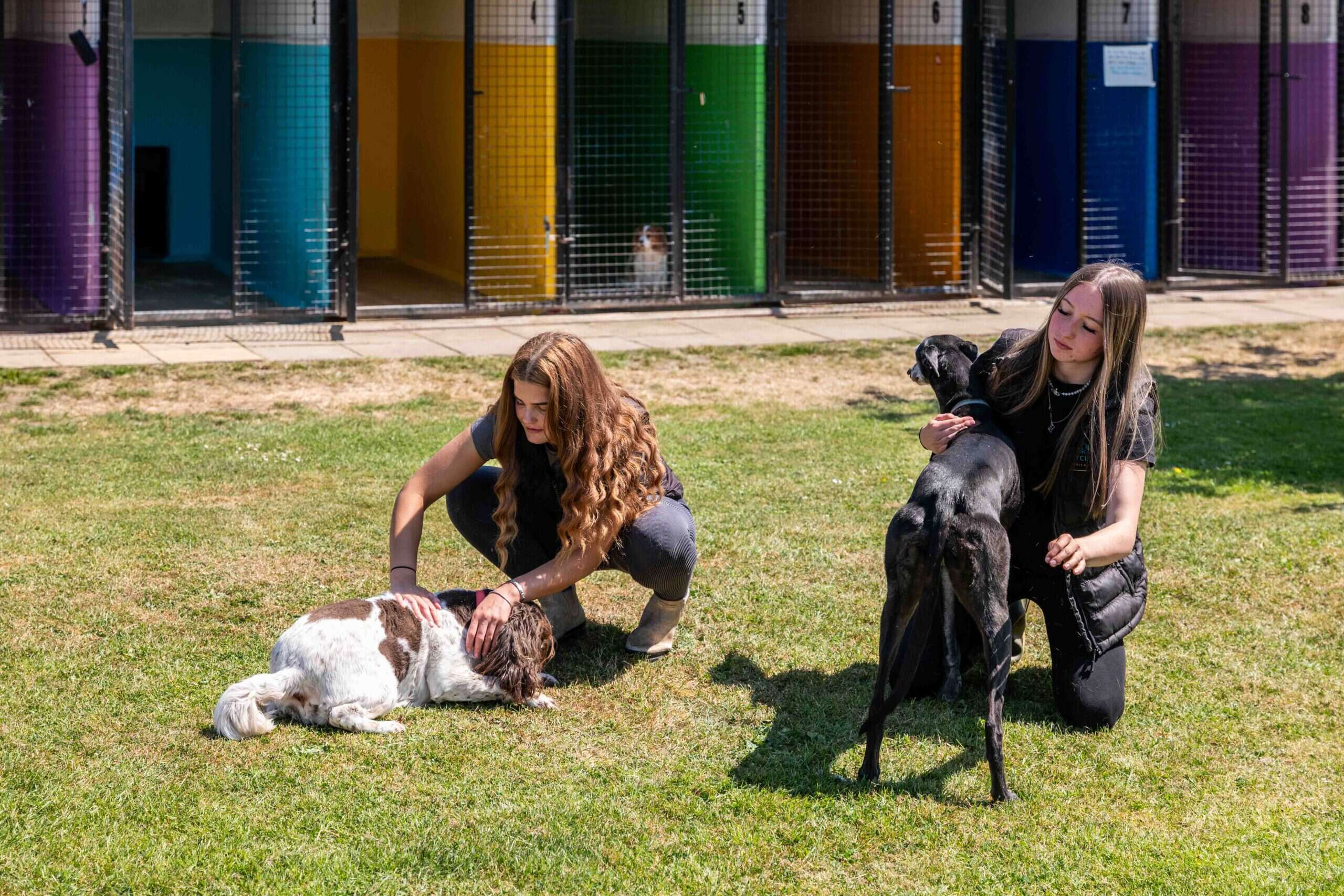 Is Dog Daycare Good for Dogs?